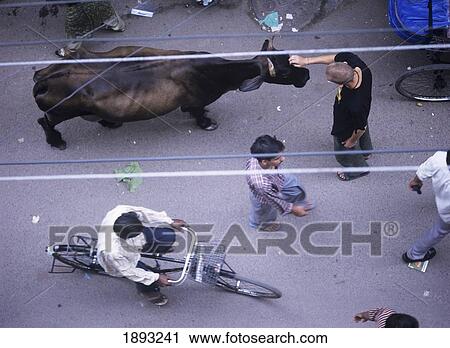 Stock Image - Western Tourist Stroking Cow On Street. Fotosearch