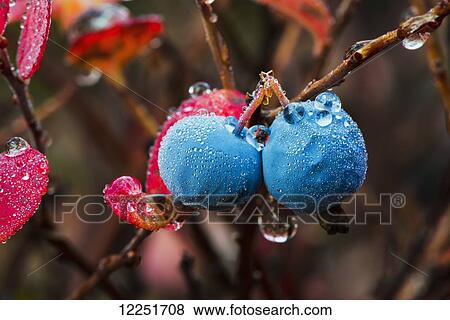 Wet blueberries on a bush; Denali, Alaska, United States of America View Large Photo Image Stock Photo - Wet blueberries on a bush; Denali, Alaska, United States of America. Fotosearch