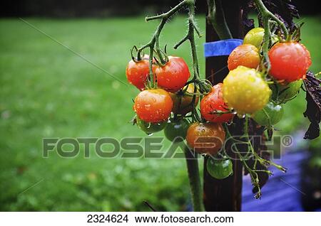 Picture - Wet Cherry Tomatoes Hanging On A Stalk. Fotosearch