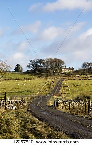 Stock Image - Wet gravel road with sheep grazing on grass fields; Northumberland, England. Fotosearch