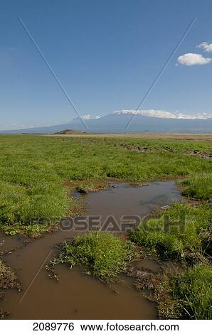 Wet Landscape, Mt Kilimanjaro, Amboseli, Kenya View Large Photo Image Stock Photograph - Wet Landscape, Mt Kilimanjaro, Amboseli, Kenya. Fotosearch