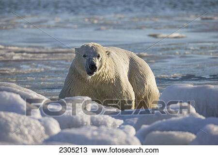 Stock Image - Wet Polar Bear Swimming In Hudson's Bay; Churchill Manitoba Canada. Fotosearch
