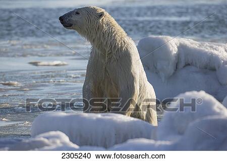 Stock Image - Wet Polar Bear Swimming In Hudson's Bay; Churchill Manitoba Canada. Fotosearch