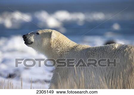 Stock Photo - Wet Polar Bear Walking After Swimming In Hudson's Bay; Churchill Manitoba Canada. Fotosearch