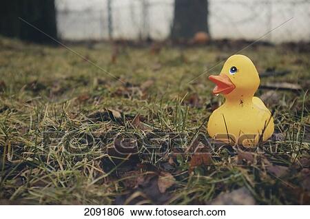 Stock Photograph - Wet Rubber Duck On A Lawn; Otterburn Park, Quebec, Canada. Fotosearch