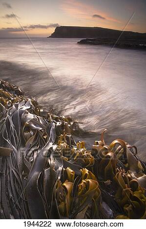 Stock Image - Wet Seaweed Along The Shore; Curio Bay South Island New Zealand. Fotosearch