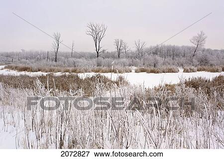 Wetland Marsh On Frosty Winter Day, Assiniboine Forest, Winnipeg, Manitoba View Large Photo Image Stock Photo - Wetland Marsh On Frosty Winter Day, Assiniboine Forest, Winnipeg, Manitoba. Fotosearch