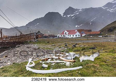 Stock Photo - Whale bones at Grytviken, a historic whaling station on South Georgia Island; Svalbard, Norway. Fotosearch