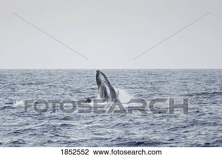 Whale Surfacing, Maui, Hawaii, Usa View Large Photo Image Stock Image - Whale Surfacing, Maui, Hawaii, Usa. Fotosearch