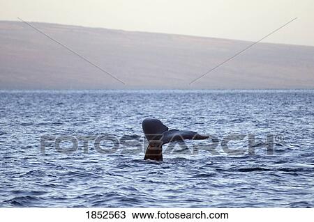 Whale Tail Submerging, Maui, Hawaii, Usa View Large Photo Image Stock Image - Whale Tail Submerging, Maui, Hawaii, Usa. Fotosearch