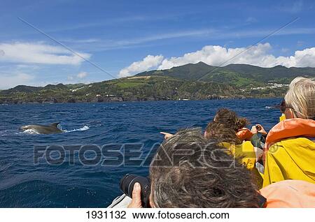 Stock Image - Whale/Dolphin Watching. Sao Miguel Island. Archipelago Of The Azores. Portugal. Atlantic, Europe; Whale/Dolphin Watching. Sao Miguel Island. Archipelago Of The Azores. Portugal. Atlantic. Europe.. Fotosearch