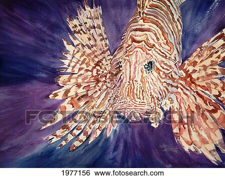 Stock Photograph - What Are You Looking At?, Lionfish Swimming Towards Viewer (Watercolor Painting).. Fotosearch