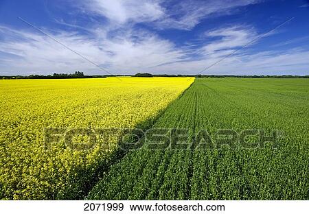 Stock Photo - Wheat And Canola Patterns Near Treherne, Manitoba. Fotosearch