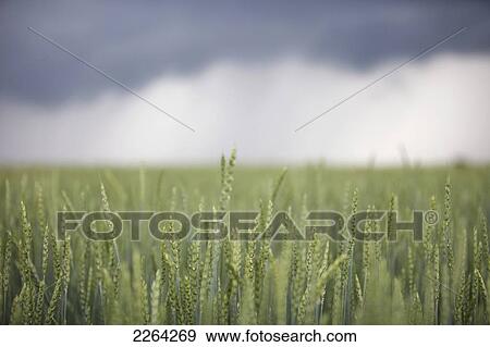 Stock Photo - Wheat field and oncoming thunderstorm; caledon ontario canada. Fotosearch