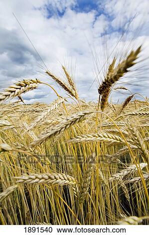 Wheat Field Before Harvest View Large Photo Image Stock Image - Wheat Field Before Harvest. Fotosearch