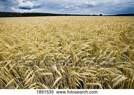 Stock Photography - Wheat Field Before Harvest. Fotosearch