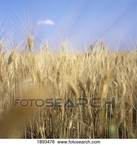 Stock Photograph - Wheat Field. Fotosearch