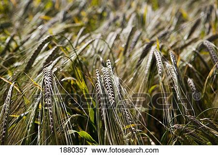 Wheat In Evening Light View Large Photo Image Stock Photo - Wheat In Evening Light. Fotosearch