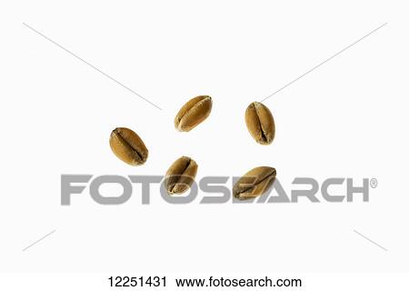 Wheat kernels on a white background View Large Photo Image Stock Image - Wheat kernels on a white background. Fotosearch