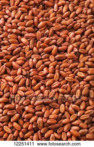 Stock Image - Wheat seed that has been treated with an anti-fungal coating before planting. Fotosearch