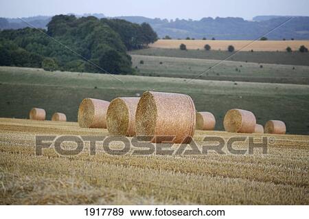 Stock Photo - Wheat Straw Bales, Mere Village. Fotosearch