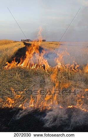 Stock Image - Wheat Stubble Burning, Near St. Agathe, Manitoba. Fotosearch