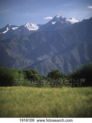 Wheatfield With Zanskar Range Behind View Large Photo Image Stock Photo - Wheatfield With Zanskar Range Behind. Fotosearch