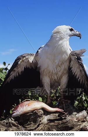 White Bellied Sea Eagle (Haliaeetus Leucogaster) perching over fish; Indonesia View Large Photo Image Picture - White Bellied Sea Eagle (Haliaeetus Leucogaster) perching over fish; Indonesia. Fotosearch