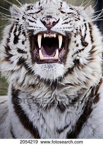 White Bengal Tiger At Forestry Farm, Saskatoon, Saskatchewan View Large Photo Image Stock Photo - White Bengal Tiger At Forestry Farm, Saskatoon, Saskatchewan. Fotosearch