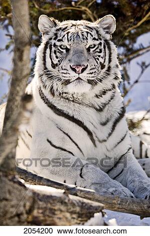 White Bengal Tiger, Forestry Farm, Saskatoon, Saskatchewan View Large Photo Image Stock Image - White Bengal Tiger, Forestry Farm, Saskatoon, Saskatchewan. Fotosearch