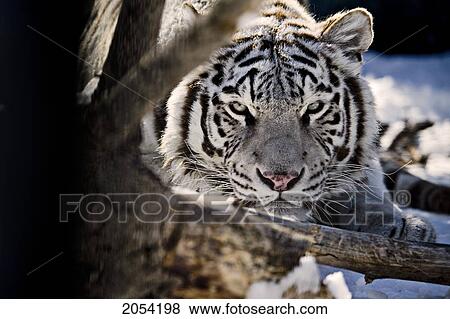 Stock Photo - White Bengal Tiger, Forestry Farm, Saskatoon, Saskatchewan. Fotosearch