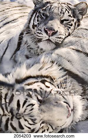 Stock Image - White Bengal Tigers, Forestry Farm, Saskatoon, Saskatchewan. Fotosearch