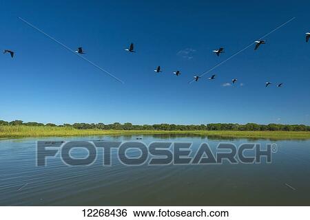 Stock Photograph - White-breasted Cormorants (Phalacrocorax lucidus) flying over pod of hippos (Hippopotamus amphibius) in the Shire River, Liwonde National Park; Malawi. Fotosearch