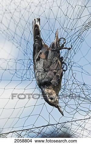Picture - White-Breasted Nuthatch (Sitta Carolinensis) Caught In Mist Net To Monitor Fall Migration & Population Trends, Haldimand Bird Observatory, S. Ontario, Canada.. Fotosearch