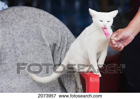 White Cat Eating Fruit Ice Cream, Coroico, La Paz Department, Bolivia View Large Photo Image Stock Photo - White Cat Eating Fruit Ice Cream, Coroico, La Paz Department, Bolivia. Fotosearch