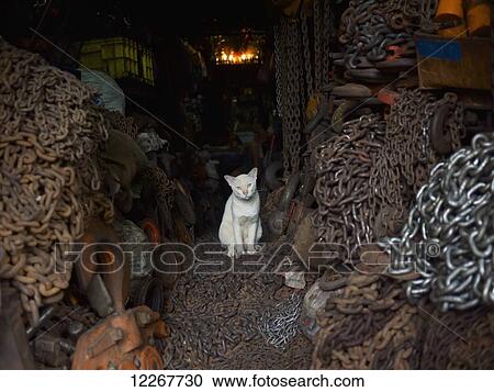 White cat in a chain shop; Bangkok, Thailand View Large Photo Image Stock Image - White cat in a chain shop; Bangkok, Thailand. Fotosearch