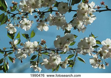 Stock Photograph - White Cherry Blossoms In Bloom On Tree Branch, Blue Sky Visible. Fotosearch
