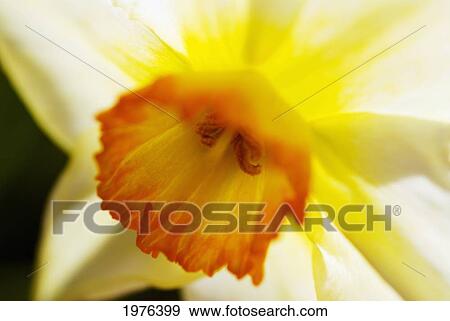 Stock Photo - White Daffodil, Selective Focus On Flower Center.. Fotosearch