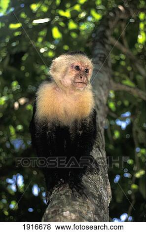 Stock Photo - White-Faced Capuchin. Fotosearch
