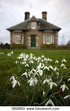 Stock Image - White Flowers With A House In Background. Fotosearch