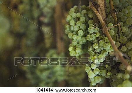 Picture - White Grapes, Close-Up; Castello Di Verrazzano, Greti, Italy. Fotosearch
