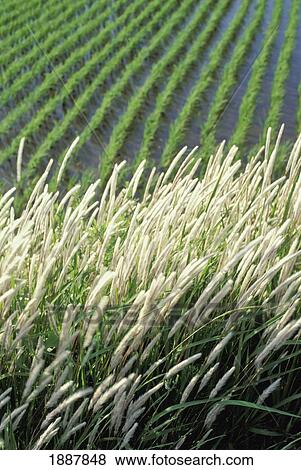 White Grass Beside Rice Paddy Fields View Large Photo Image Stock Photo - White Grass Beside Rice Paddy Fields. Fotosearch