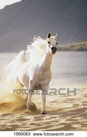 Stock Image - White Horse Galloping Toward Camera On Beach In Morning Light. Blurry Background. Fotosearch