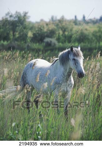 White Horse In The Camargue Region, France. View Large Photo Image Stock Photography - White Horse In The Camargue Region, France.. Fotosearch