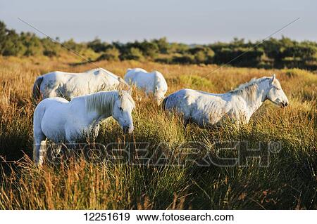 White horses grazing in the tall grass, Regional Nature Park of the Camargue; Camargue, Provence-Alpes-Cote D'Azur, Bouches-Du-Rhone, France View Large Photo Image Stock Photo - White horses grazing in the tall grass, Regional Nature Park of the Camargue; Camargue, Provence-Alpes-Cote D'Azur, Bouches-Du-Rhone, France. Fotosearch