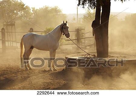 Picture - White Mawari stallion at Castle Bijapur Rajasthan India. Fotosearch