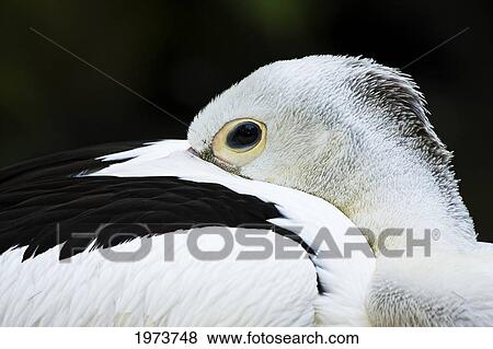 White Pelican (Pelecanus Conspicillatus); Australia View Large Photo Image Stock Photo - White Pelican (Pelecanus Conspicillatus); Australia. Fotosearch