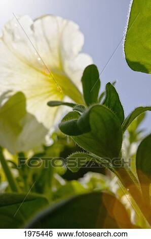 White Petunia, Bright Sunlight Creating Sunflare. View Large Photo Image Stock Photograph - White Petunia, Bright Sunlight Creating Sunflare.. Fotosearch