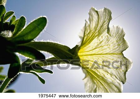 Stock Photo - White Petunia, Sunlight Shining Through Blossom.. Fotosearch