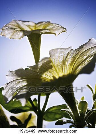 Stock Photo - White Petunias, Sunlight Shining Through Blossoms Reaching Toward Sky.. Fotosearch